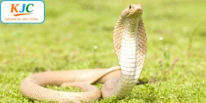 Mơ Thấy Rắn KJC